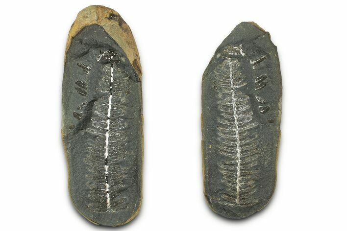 Fossil Fern (Pecopteris) Nodule Pos/Neg - Mazon Creek #325888